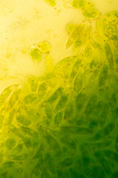 euglena es un género de los eucariotas flagelados unicelulares bajo visión microscópica para la educación. - trichonympha fotografías e imágenes de stock