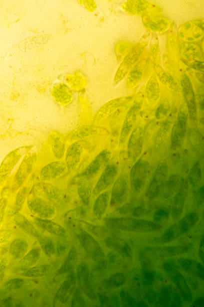 euglena является род одноклеточных flagellate eukaryotes под микроскопическим видом для образования. - trichonympha стоковые фото и изображения
