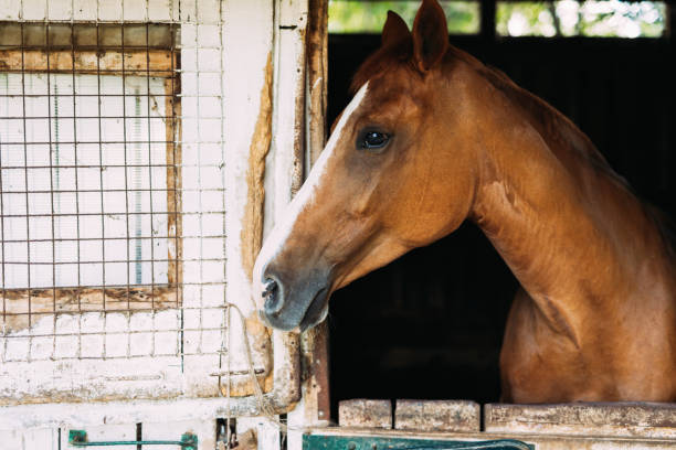 istock Side view of horse looking through window 836564086