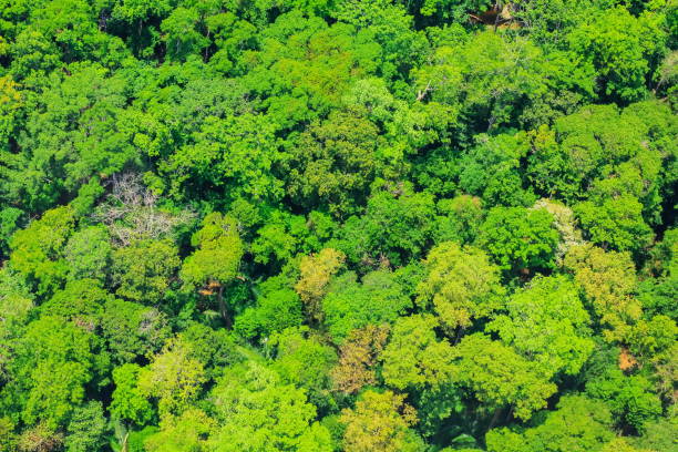 istock Aerial view of the forest 836567264