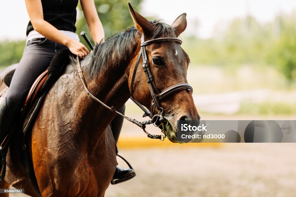 Picture of young pretty girl riding horse Picture of young pretty girl riding her horse Horseback Riding Stock Photo