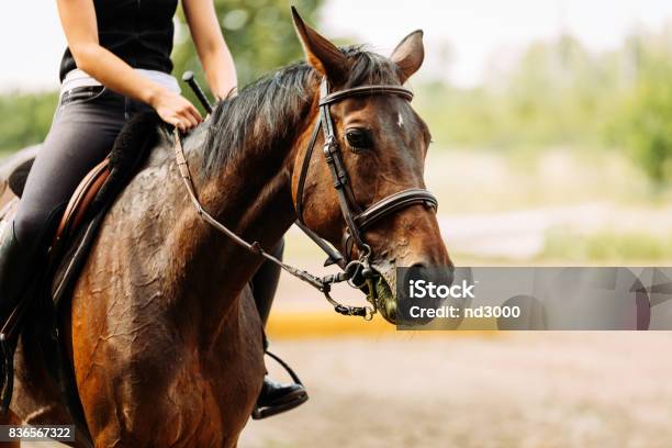 Picture Of Young Pretty Girl Riding Horse Stock Photo - Download Image Now - Horseback Riding, Learning, Horse