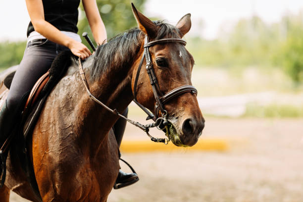 picture of young pretty girl riding horse - mounted imagens e fotografias de stock