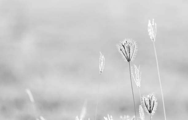 istock Abstract blur of flower and grass for background 836574938