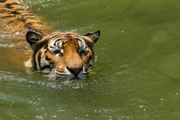 istock Animal Tiger bengal face swimming 836575490