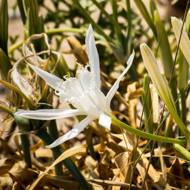 istock the pancratius maritimum flower 836575620