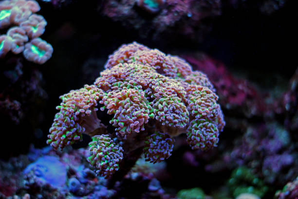 istock Euphyllia LPS Coral in Aquarium 836579632