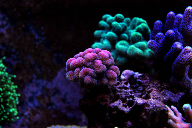 istock Stylophora sps coral 836581776