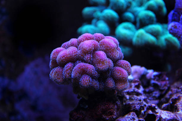 istock Stylophora sps coral 836581784