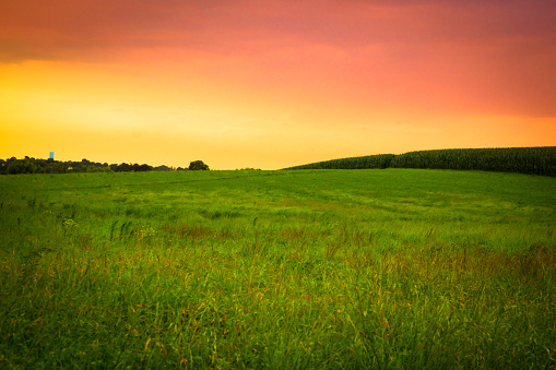 Beautiful farm field with grass and corn at sunset, Amish Country, Lancaster Pennsylvania