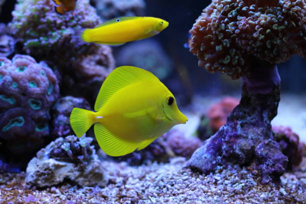 istock Zebrasoma yellow tang in aquarium 836582812