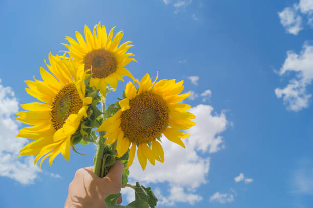 istock Three sunflowers on the background of blue sky. Space for text. 836583144