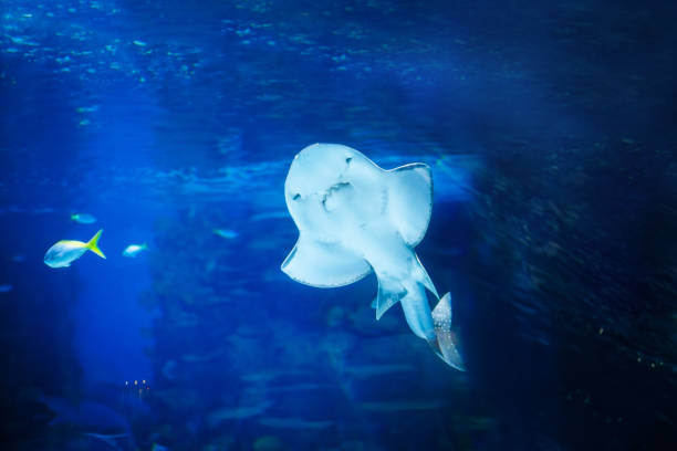istock Stingray sea fish swimming free 836583168