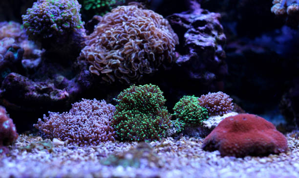 istock Ricordea mushroom coral in aquarium 836583284