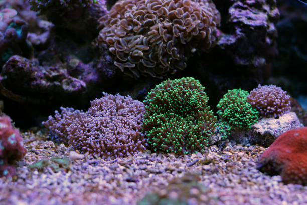 istock Ricordea mushroom coral in aquarium 836583288