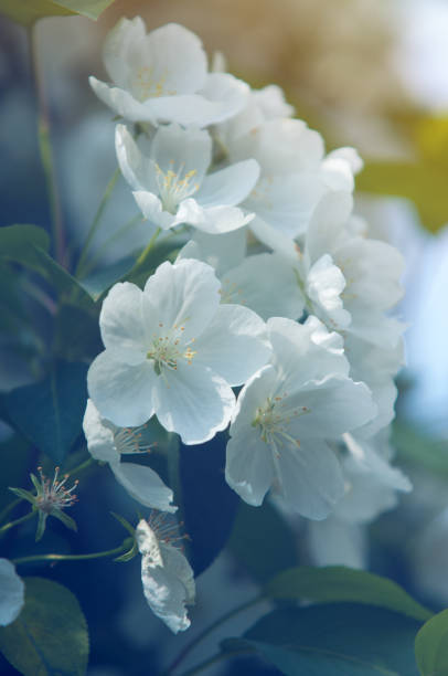 istock flowers of apple 836587696