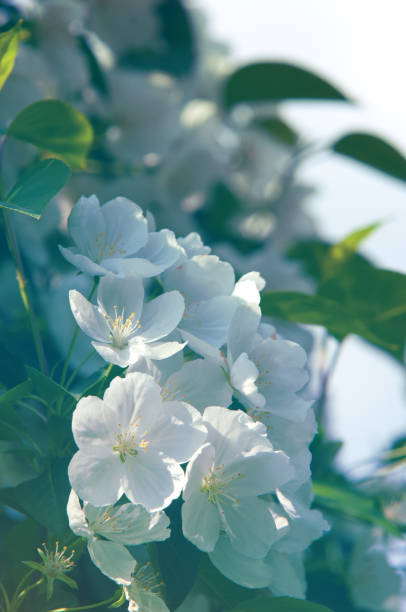 istock flowers of apple 836587698