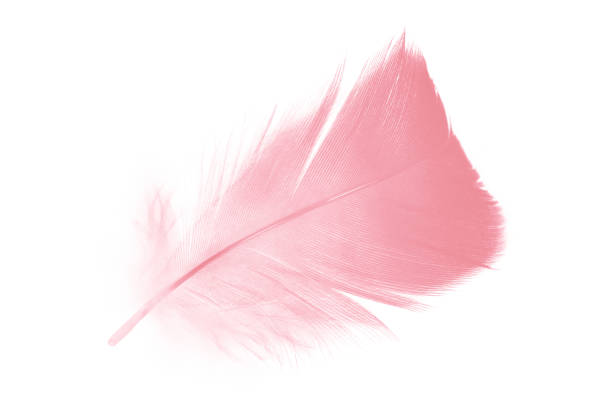 istock coral pink feather on white background 836588394