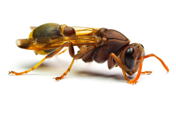 istock Red Wasp Hornet isolated on white background. 836588438