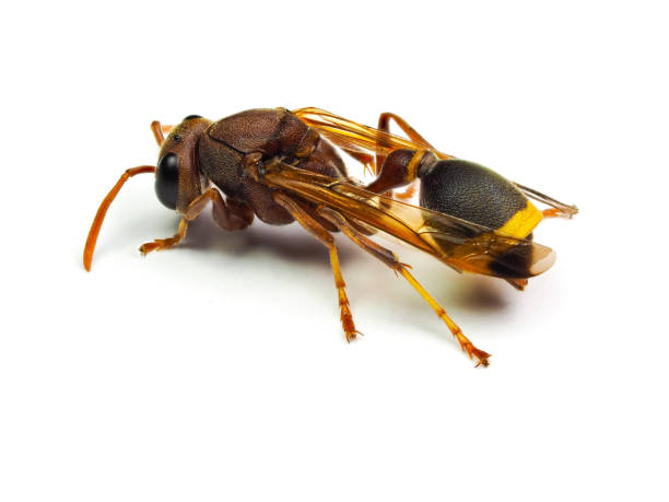 istock Red Wasp Hornet isolated on white background. 836588468