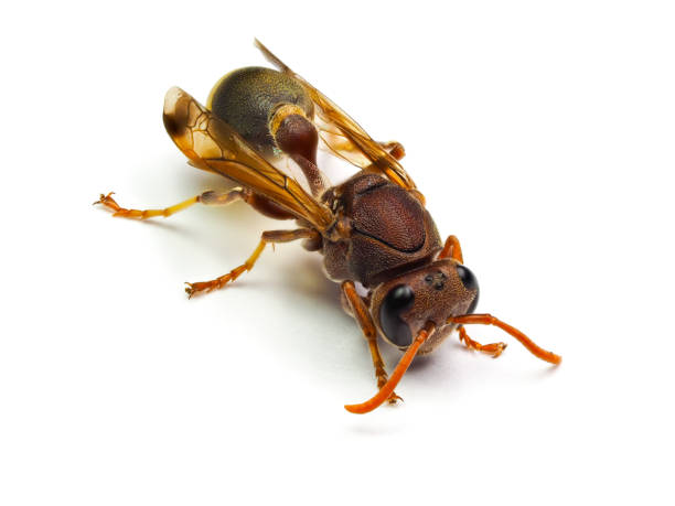 istock Red Wasp Hornet isolated on white background. 836588498