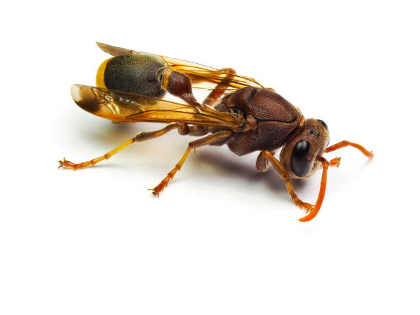 istock Red Wasp Hornet isolated on white background. 836588512