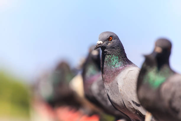 istock Flock of  Black Pigeon in a row 836588650