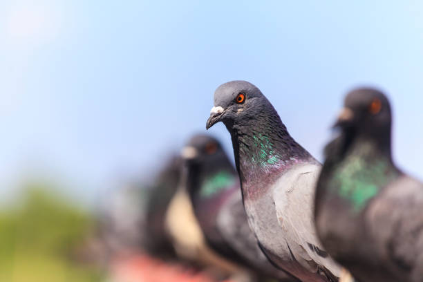 istock Flock of  Black Pigeon in a row 836588758