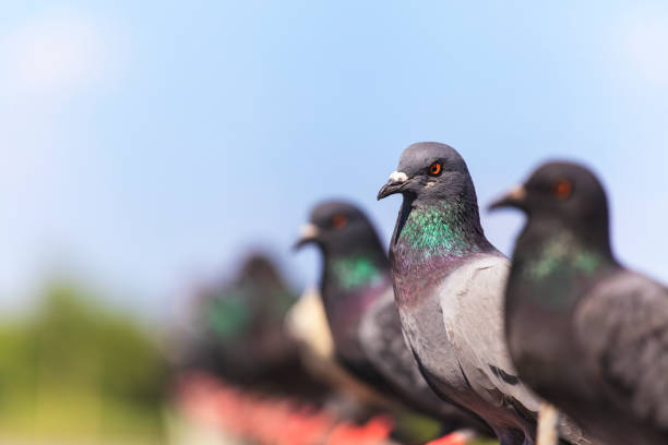 istock Flock of  Black Pigeon in a row 836588828