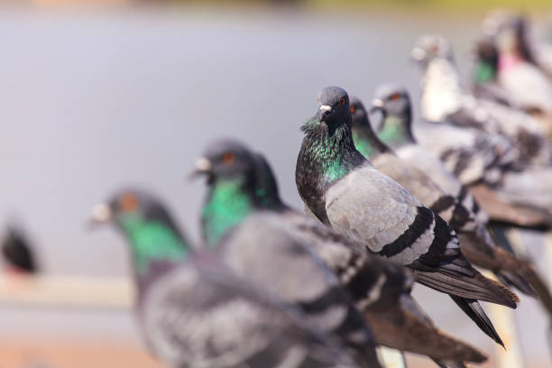 istock Flock of  Black Pigeon in a row 836588832