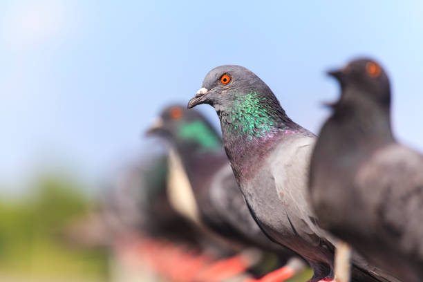 istock Flock of  Black Pigeon in a row 836588872