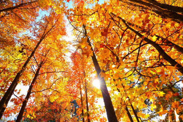 雄大なカエデの木を通して輝く秋の太陽 - beech tree beech leaf leaf photography ストックフォトと画像