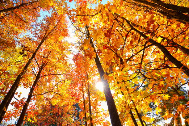 jesienne słońce świeci przez majestatyczny klon - beech tree beech leaf leaf photography zdjęcia i obrazy z banku zdjęć