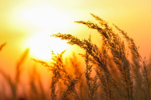 istock Wildflowers in meadow during sunrise 836594878