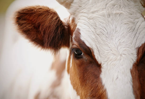 istock Big beautiful eye red purebred cow 836597672