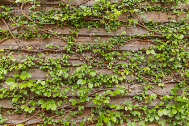 istock Ivy on the old house 836598492