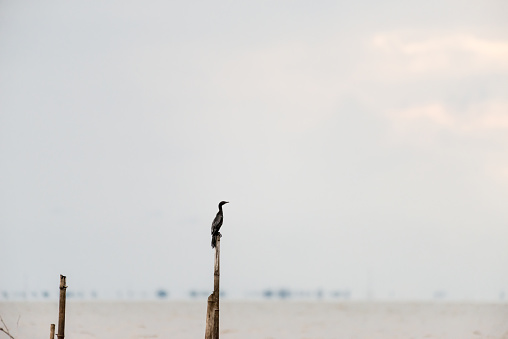 Little cormorant in wetlands Thale Noi, one of the country's largest wetlands covering Phatthalung, Nakhon Si Thammarat and Songkhla ,South of THAILAND.