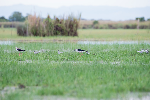 Black-winged Stilt in wetlands Thale Noi, one of the country's largest wetlands covering Phatthalung, Nakhon Si Thammarat and Songkhla, South of THAILAND.