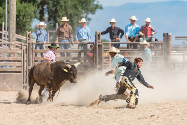 Rodeo Event Bull Chasing Cowboy USA Strong bull running after, chasing young cowboy in Rodeo Arena. Rodeo clown protecting cowboy in the arena. Rodeo Bull Riding Event. Spanish Fork, Utah, USA. bull animal photos stock pictures, royalty-free photos & images