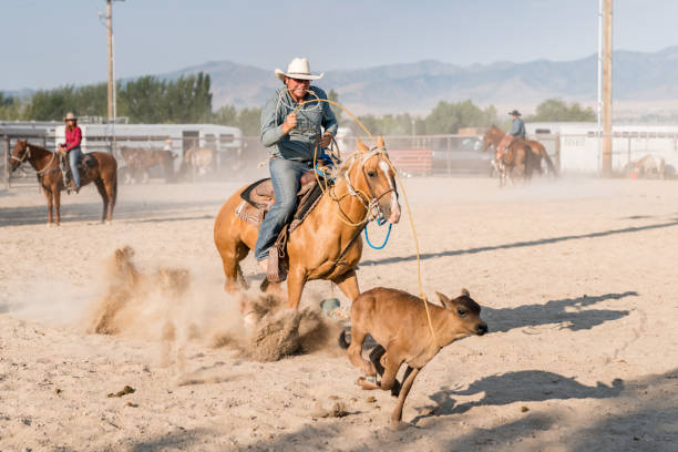 roped and tied up calf at a rodeo - potentially depicting animal cruelty