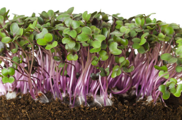 Red cabbage fresh sprouts front view Red cabbage, fresh sprouts and young leaves front view over white. Vegetable and microgreen. Also purple cabbage, red or blue kraut. Cotyledons of Brassica oleracea in potting compost. Macro photo. red cabbage stock pictures, royalty-free photos & images