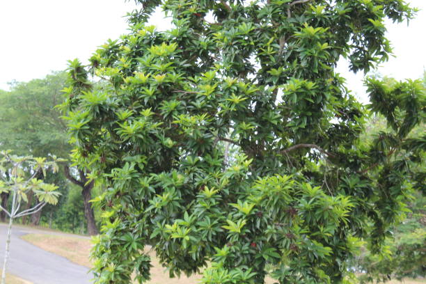 istock A beautiful green tree in a park in Johor, Malaysia 836606918