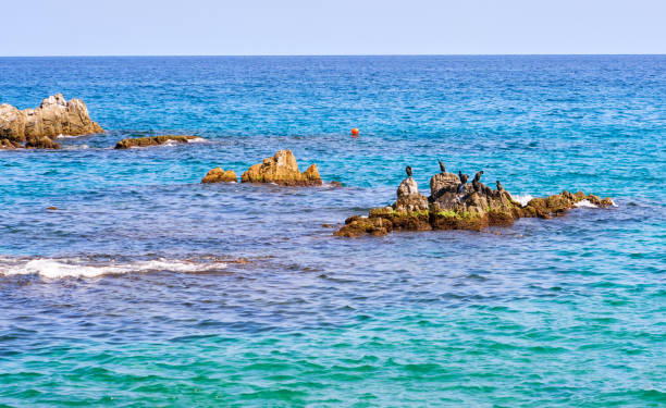 istock European shag - Blanes Beach Costa Brava 836610006