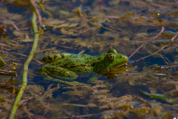 istock Beautiful green frog in the water 836610328