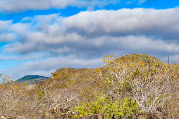 Arid forest landscape scene at San Cristobal island, Galapagos, Ecuador