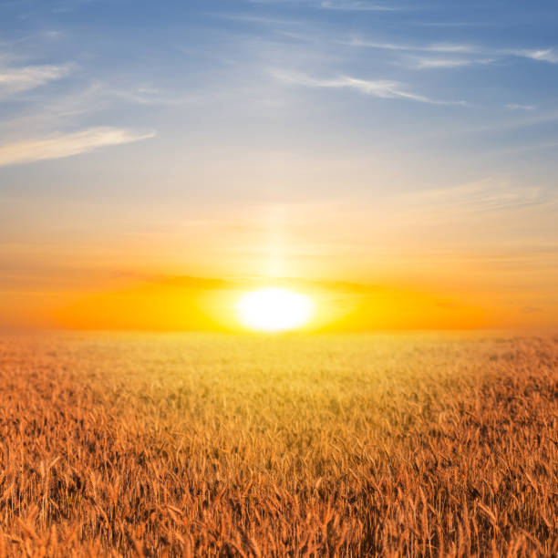 istock summer wheat field at the sunset 836613200