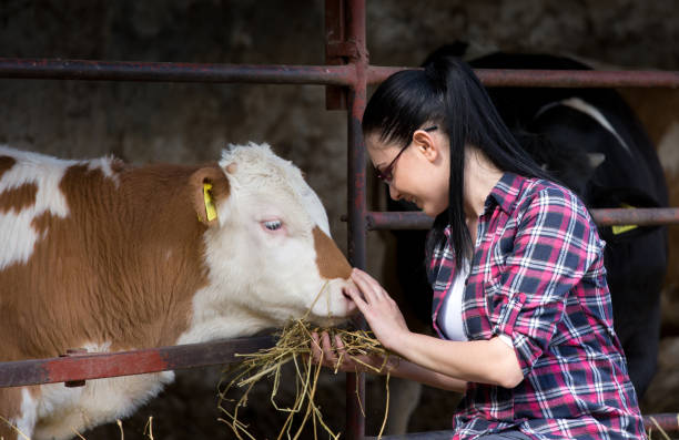 istock Farmer girl feeding heifers 836618306