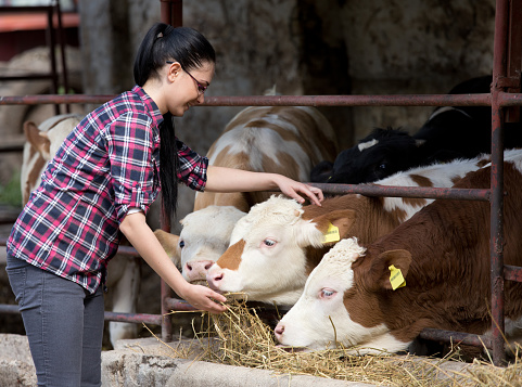 Chica de granjero alimentando vaquillas photo