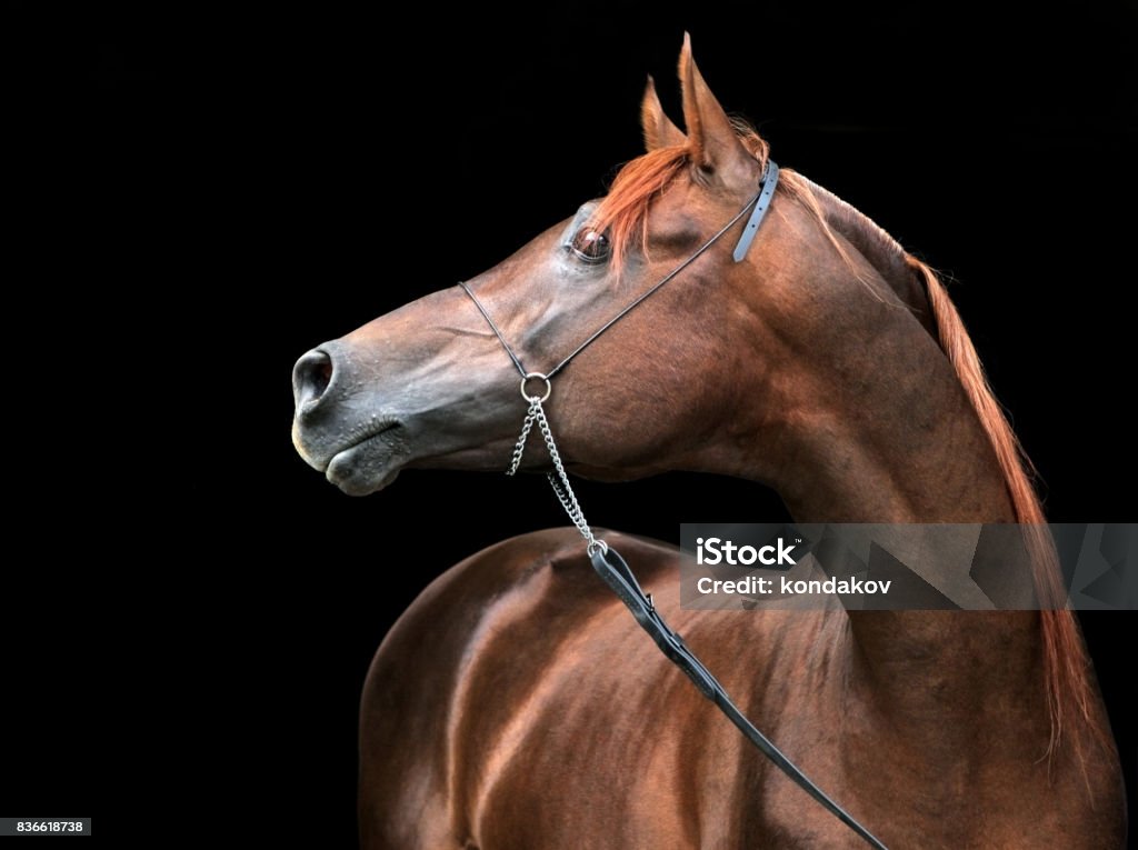 Portrait of a splendid purebred Arabian stallion against a black background Low key portrait of a splendid purebred Arabian stallion against a black background Head Stock Photo
