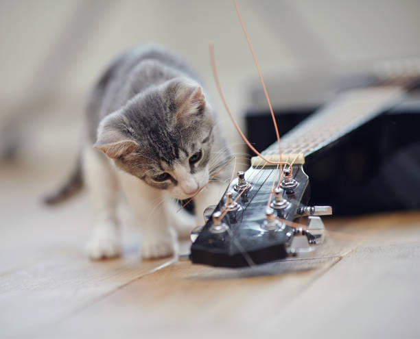 호기심 고양이 기타 - shorthair cat audio 뉴스 사진 이미지